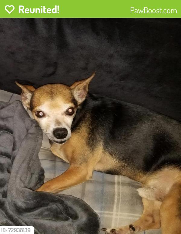 Reunited Male Dog last seen W Louisville St and Aspen, Broken Arrow, Broken Arrow, OK 74012