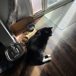 Reunited Male Cat last seen Old Summerville road, Summerville, SC 29486