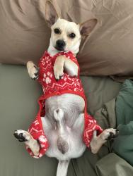 Lost Male Dog last seen Palmdale and 4th st, Tucson, AZ 85714