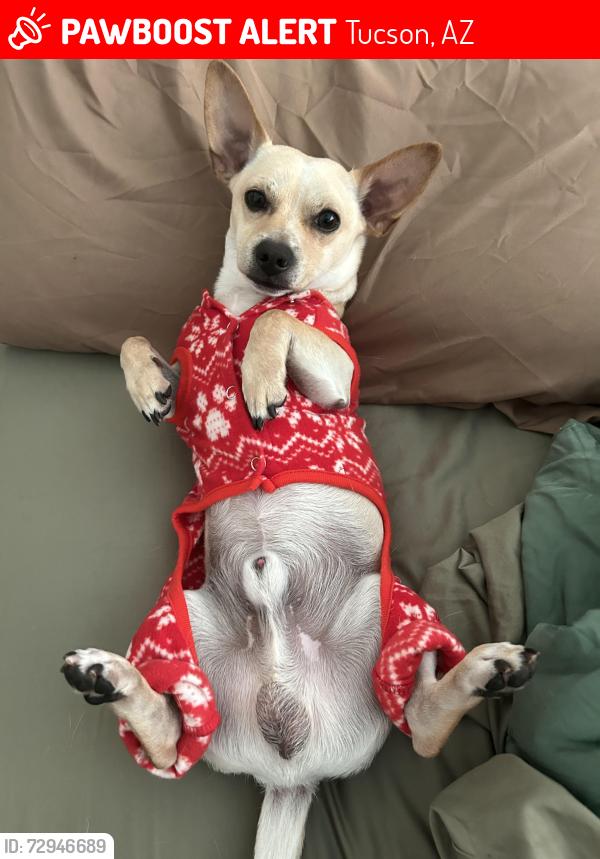 Lost Male Dog last seen Palmdale and 4th st, Tucson, AZ 85714