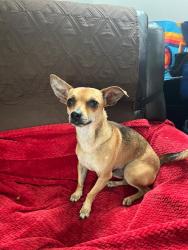 Found/Stray Male Dog last seen Near sw 14 st miami fl 33144, West Miami, FL 33144
