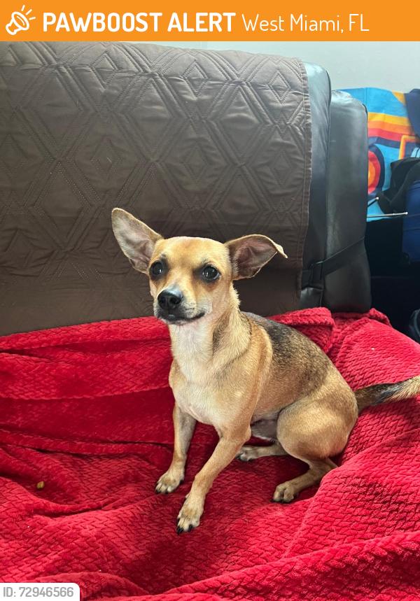Found/Stray Male Dog last seen Near sw 14 st miami fl 33144, West Miami, FL 33144