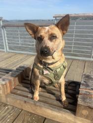 Reunited Female Dog last seen Whitaker Park, Reno, NV 89503