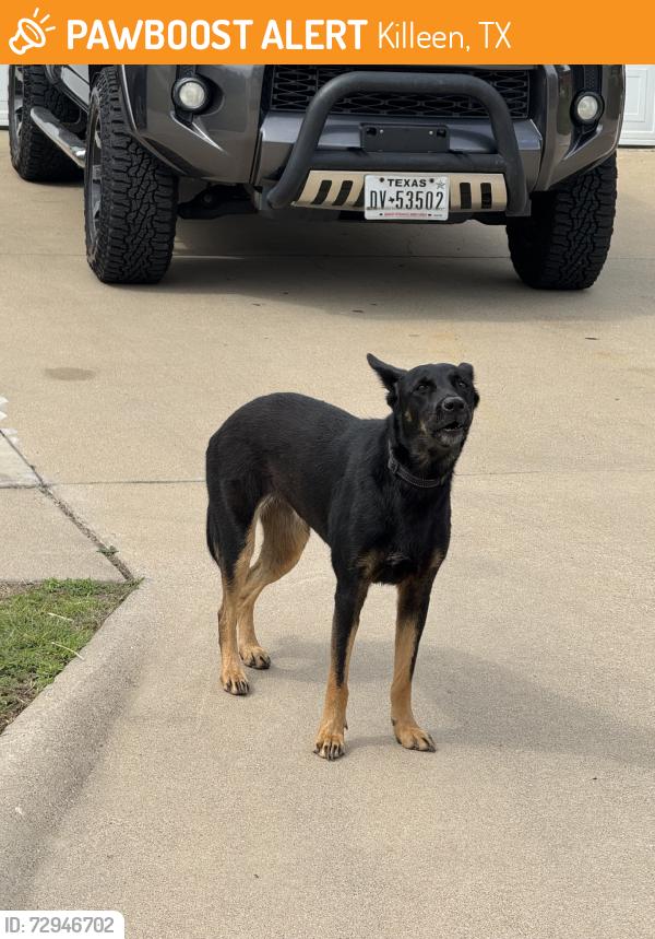 Found/Stray Unknown Dog last seen Lava Ln., Killeen, TX 76549