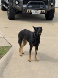 Found/Stray Unknown Dog last seen Lava Ln., Killeen, TX 76549