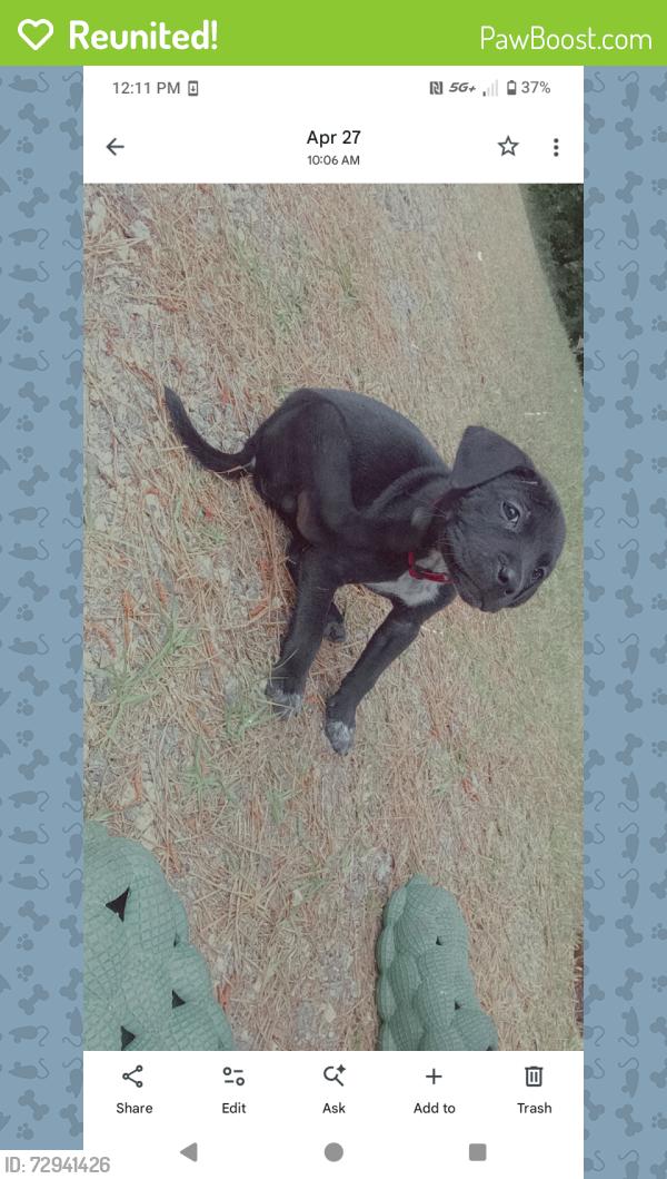 Reunited Male Dog last seen Near Co Rd 16 & 431 where the corn fields are located , Chambers County, AL 36862