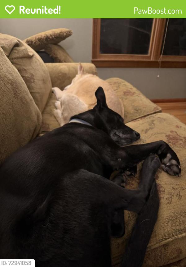 Reunited Male Dog last seen JBLM gate at end of Johnson Rd SE , Olympia, WA 98513