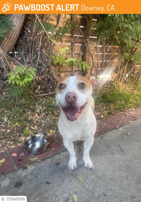 Found/Stray Female Dog last seen Telegraph/Hasty/Brookpark, Downey, CA 90240