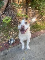 Found/Stray Female Dog last seen Telegraph/Hasty/Brookpark, Downey, CA 90240