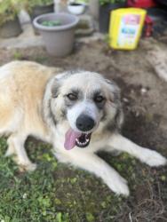 Reunited Female Dog last seen Airport Rd & Pine Grove Trl , Chattanooga, TN 37411