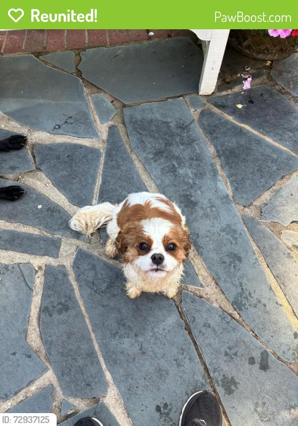 Reunited Male Dog last seen Stratford rd., Winston-Salem, NC 27104