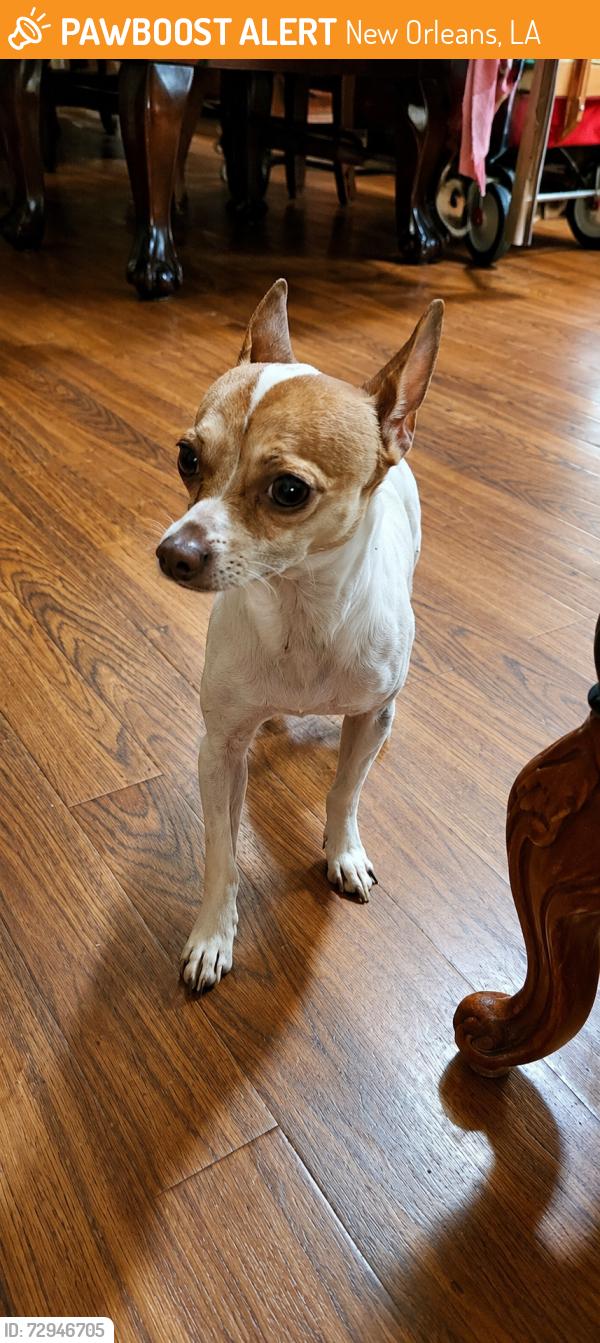 Found/Stray Male Dog last seen General de Galle and Mardi Gras Blvd, New Orleans, LA 70131