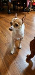 Found/Stray Male Dog last seen General de Galle and Mardi Gras Blvd, New Orleans, LA 70131