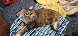 Reunited Female Cat last seen Mt Rose highway, Reno, NV 89511