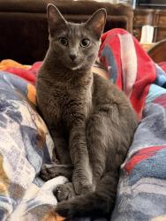 Reunited Female Cat last seen Camino Magnifico and Borden rd, San Marcos, CA 92069