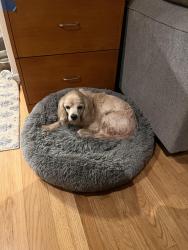 Found/Stray Male Dog last seen 4th street and T ave, National City, CA 91950