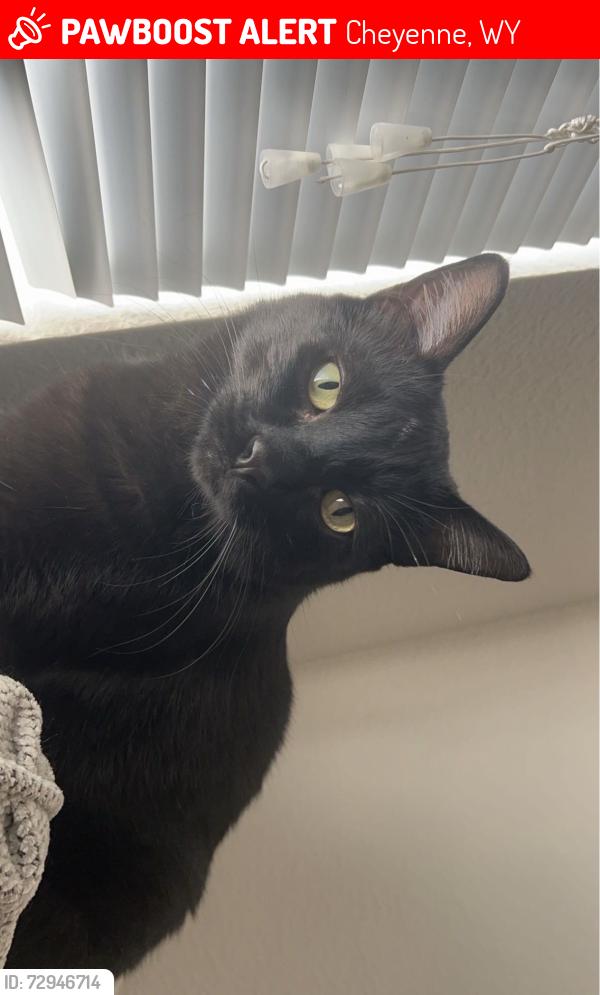 Lost Male Cat last seen Morrie ave and Fox Farm rd , Cheyenne, WY 82007