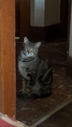 Reunited Male Cat last seen Auer and 45th , Milwaukee, WI 53216