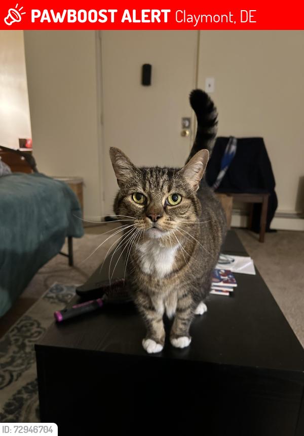 Lost Female Cat last seen Harbor Drive & Governor Printz Blvd, Claymont, DE 19703