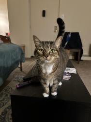 Lost Female Cat last seen Harbor Drive & Governor Printz Blvd, Claymont, DE 19703