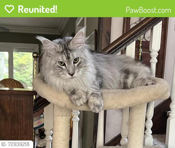 Reunited Male Cat last seen Broad Street and Mechanic Street Street, Red Bank, NJ 07701