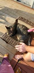 Reunited Male Cat last seen The settlement neighborhood on bluestem ln, Plainfield, IN 46168