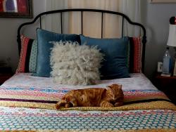 Lost Male Cat last seen Main street, Graham, NC 27253
