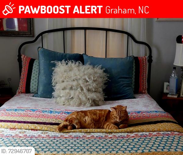 Lost Male Cat last seen Main street, Graham, NC 27253