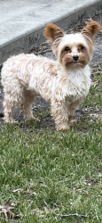 Lost Male Dog last seen Stagecoach and Ridgeview , Olathe, KS 66062
