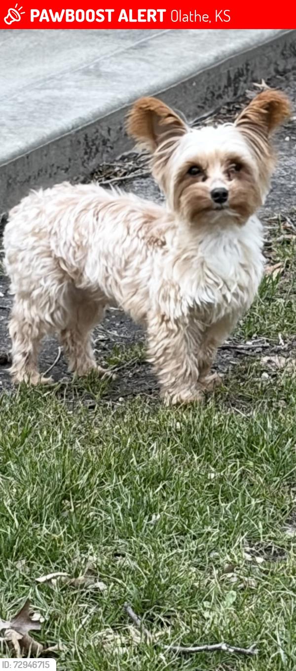 Lost Male Dog last seen Stagecoach and Ridgeview , Olathe, KS 66062