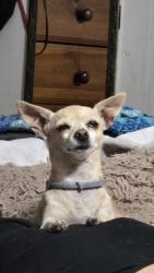 Reunited Female Dog last seen North ave / Clara ave Fresno , Fresno, CA 93706