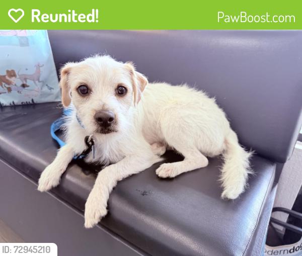 Reunited Male Dog last seen Poway Rd and Ipava near the horse trails, Poway, CA 92064