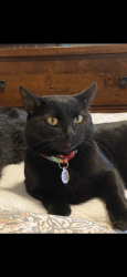Lost Male Cat last seen White Oak and Russell Road, Silver Spring, MD 20910