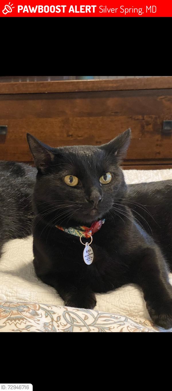 Lost Male Cat last seen White Oak and Russell Road, Silver Spring, MD 20910