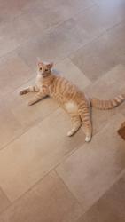 Reunited Male Cat last seen Lafayette Road, Mill Pond Lane, Indianapolis, IN 46278
