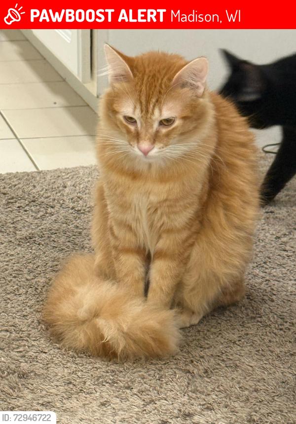 Lost Male Cat last seen Near raven lane Madison wi 53704, Madison, WI 53704