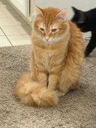 Lost Male Cat last seen Near raven lane Madison wi 53704, Madison, WI 53704