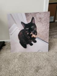 Lost Female Cat last seen Comiskey and Ritter, North Aurora, IL 60542