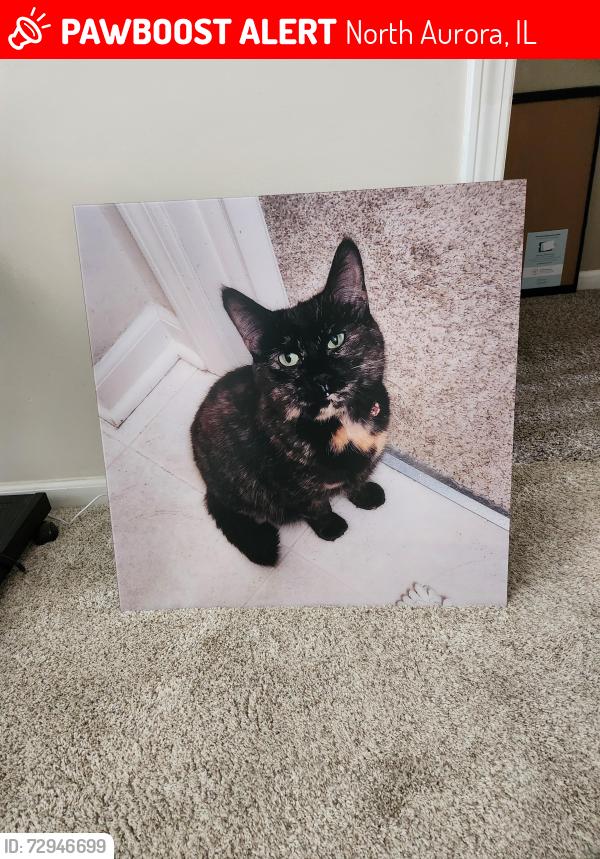 Lost Female Cat last seen Comiskey and Ritter, North Aurora, IL 60542