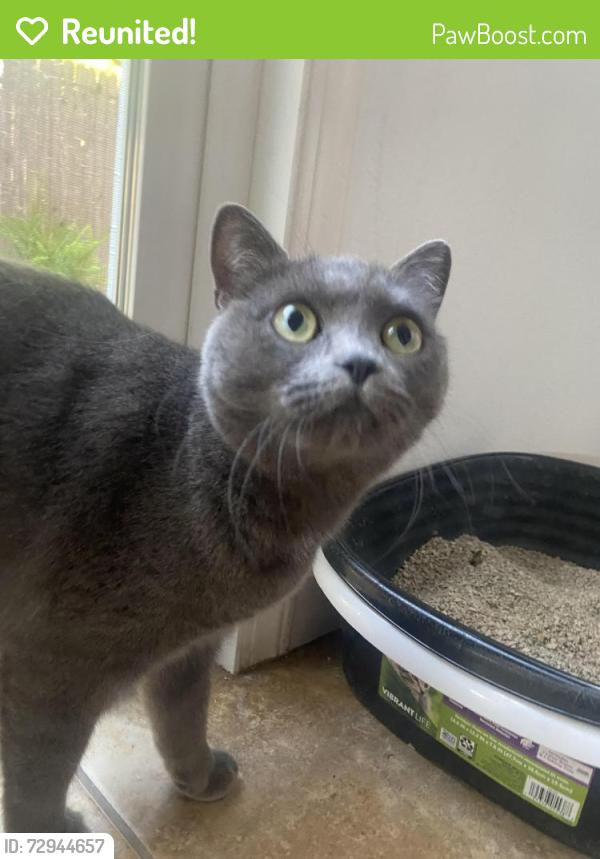 Reunited Female Cat last seen A Dutch Bros and a Chick Fil A , Roseville, CA 95747