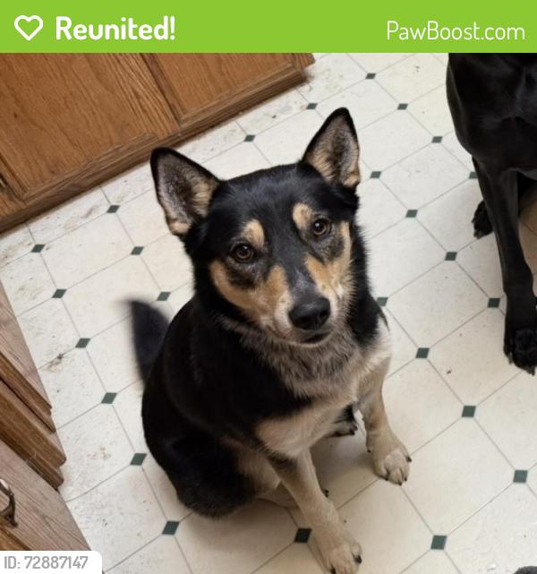 Reunited Female Dog last seen Yuma Way, Manteca, CA 95336, USA, Manteca, CA 95336