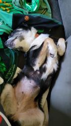 Reunited Female Dog last seen East 32nd and Bird Drive, Erie, PA 16510