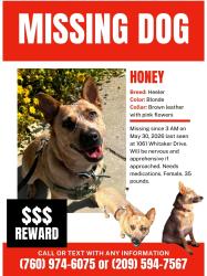 Reunited Female Dog last seen Irving Park, Reno, NV 89503