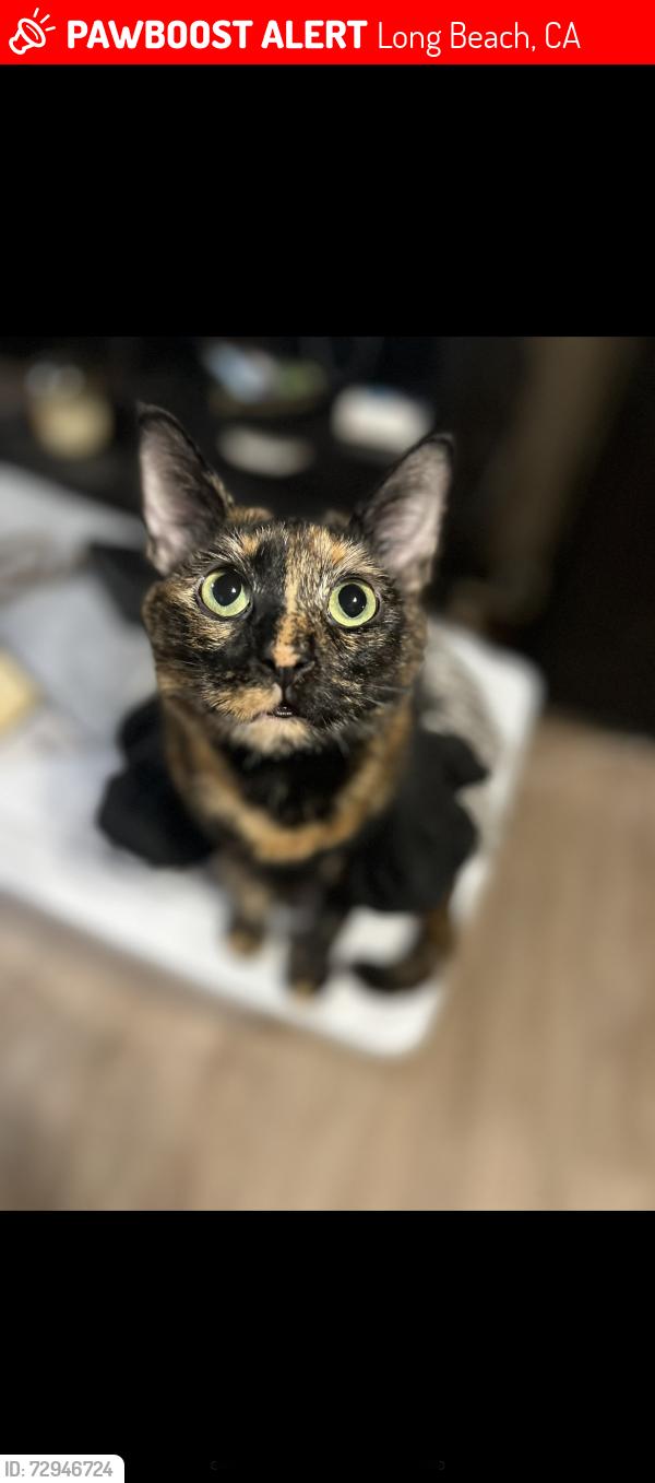 Lost Female Cat last seen 5th & Nebraska / walnut/ rose, Long Beach, CA 90802
