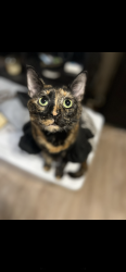 Lost Female Cat last seen 5th & Nebraska / walnut/ rose, Long Beach, CA 90802