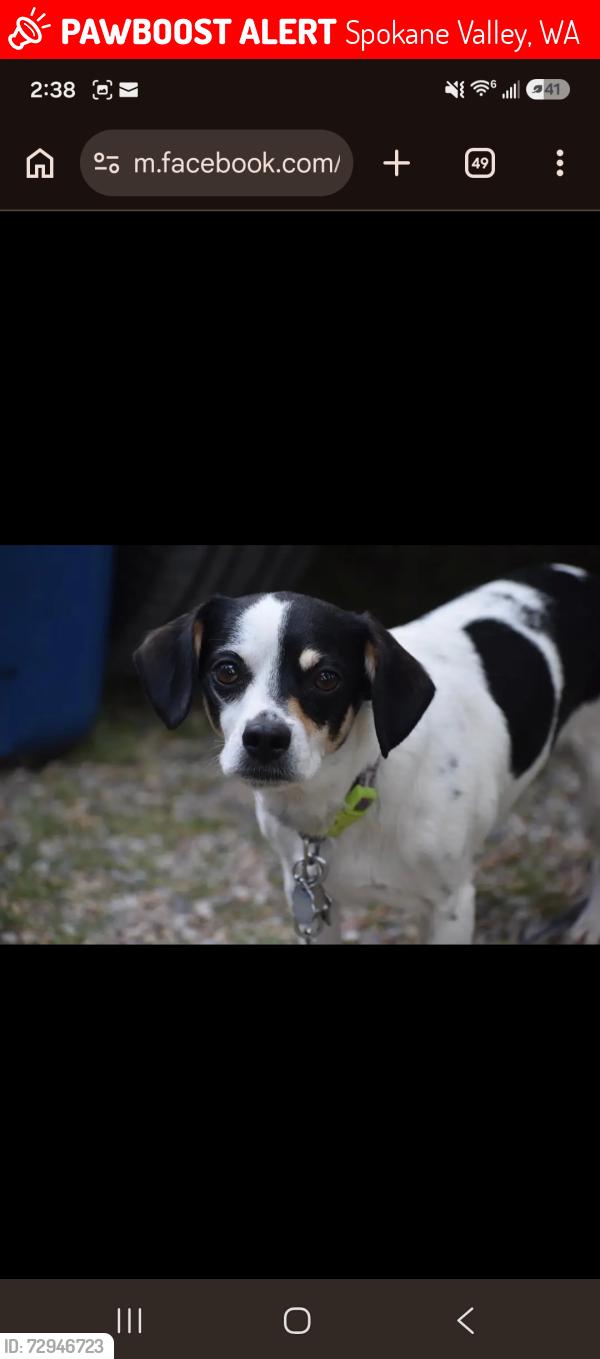 Lost Male Dog last seen University and 16th in Spokane Valley, Spokane Valley, WA 99206