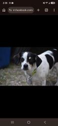 Lost Male Dog last seen University and 16th in Spokane Valley, Spokane Valley, WA 99206