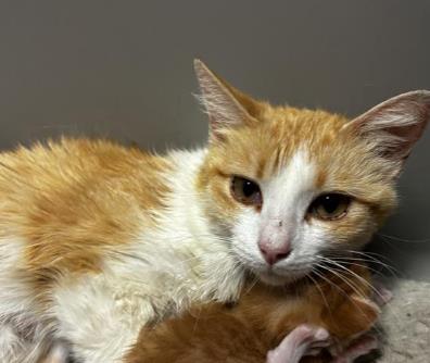 Shelter Stray Female Cat last seen Near FLOR LIATRIS, Socorro, TX, Fort Bliss, TX 79906