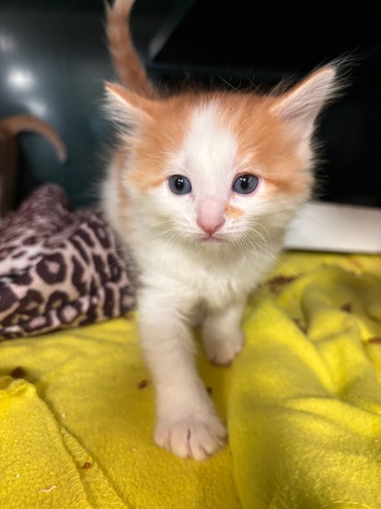 Shelter Stray Male Cat last seen Near FLOR LIATRIS, Socorro, TX, Fort Bliss, TX 79906