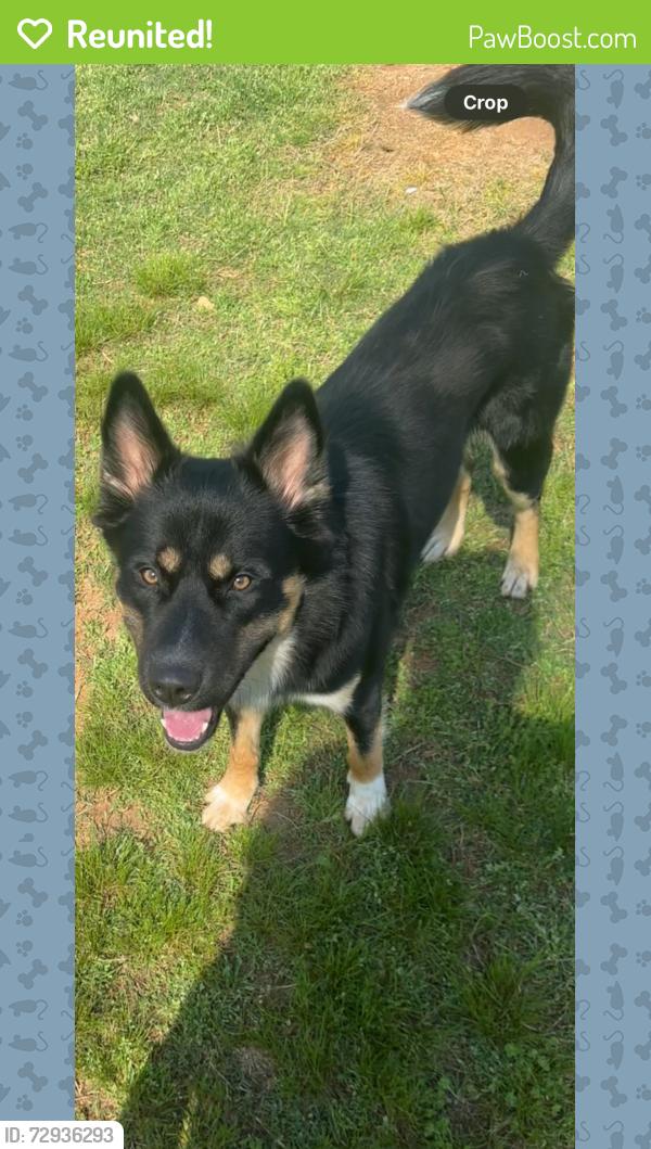 Reunited Male Dog last seen Meadowsong circle and Wheatfield Dr , Lawrenceville, GA 30043